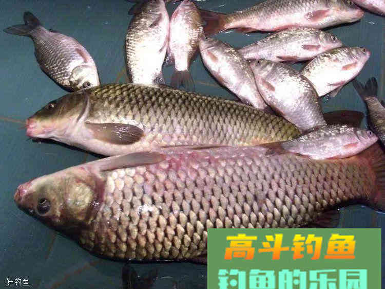 鲤鱼饵料配方，让你爆护不停歇