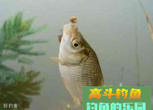 自制酒香麦子饵料，避免杂鱼抢食