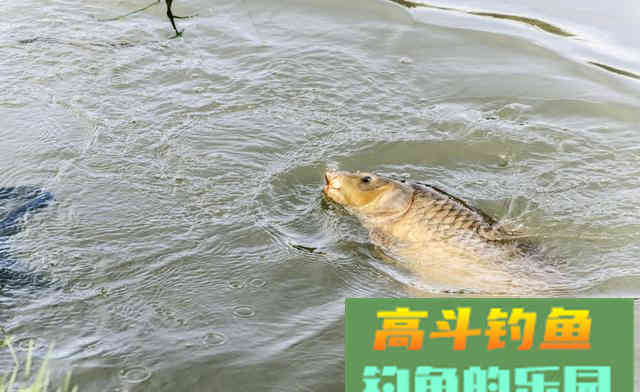 主线粗的钓组更结实？主线和子线差别越大越容易断