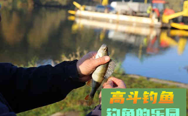 同样的饵料，同水域垂钓为何效果不同
