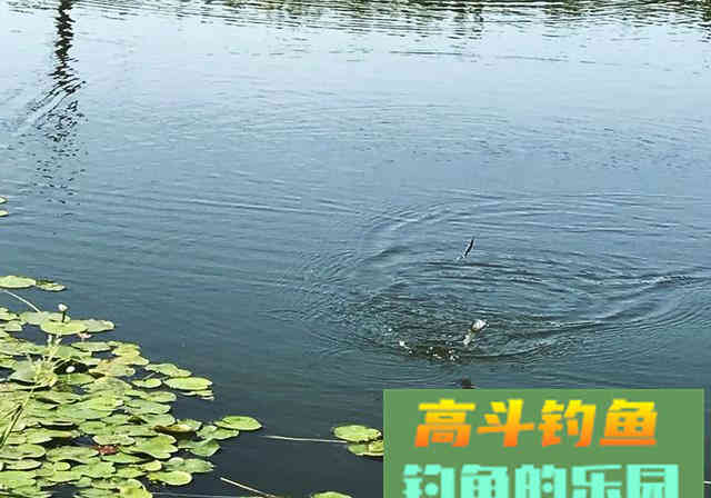 新手钓友牢记钓鱼7忌，虽不能助你多钓，但不让你放炮