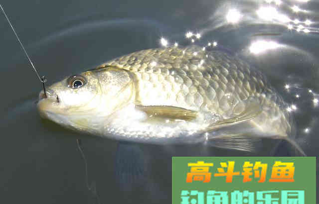 轻口鱼、滑口鱼有哪些特征？垂钓时停口如何应对