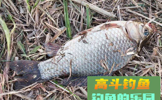 同样的饵料，同水域垂钓为何效果不同