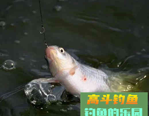 钓鱼时的注意事项和技巧分享