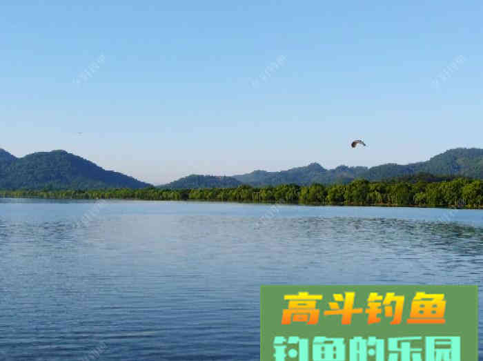 聊：钓轻口鱼的几点体会，助你更好的钓鱼