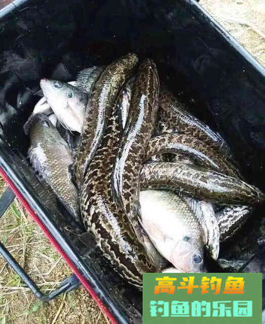 作钓目标鱼需要做好哪些工作