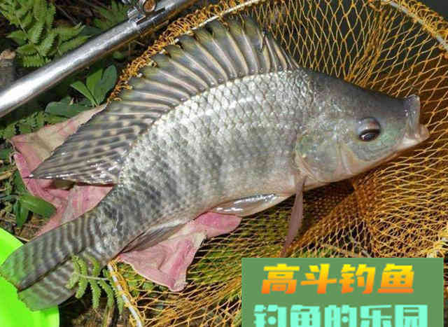 如何钓好离底？哪些情况下该钓离底