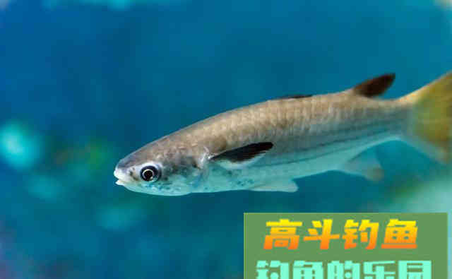 真正的钓鱼人高手，不看钓了多少鱼，得满足以下几点