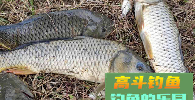 从原因到钓法为你解析底钓没口的垂钓现象