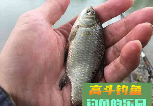 怪不得你总是断线跑鱼，原来是主线和子线的搭配出了问题