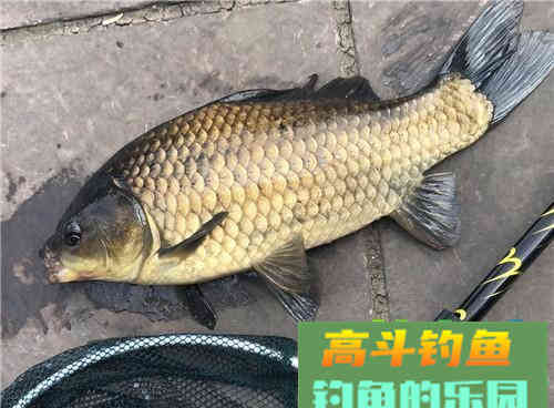 老钓友解析野钓切线的两大原因