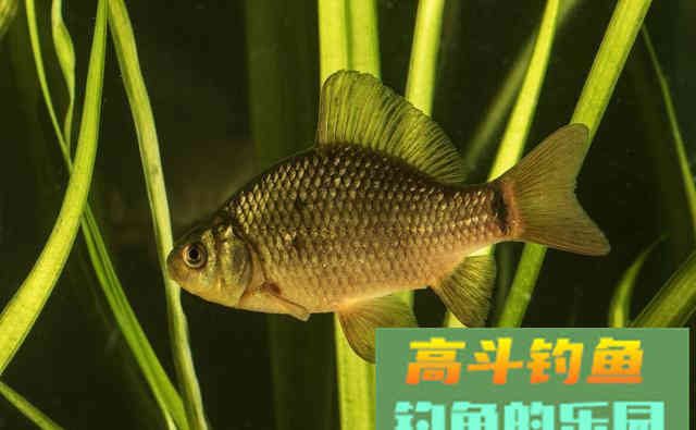 轻口鱼、滑口鱼有哪些特征？垂钓时停口如何应对