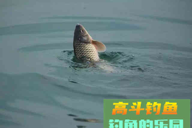 为什么说找对鱼层钓对水层，想要空军都难