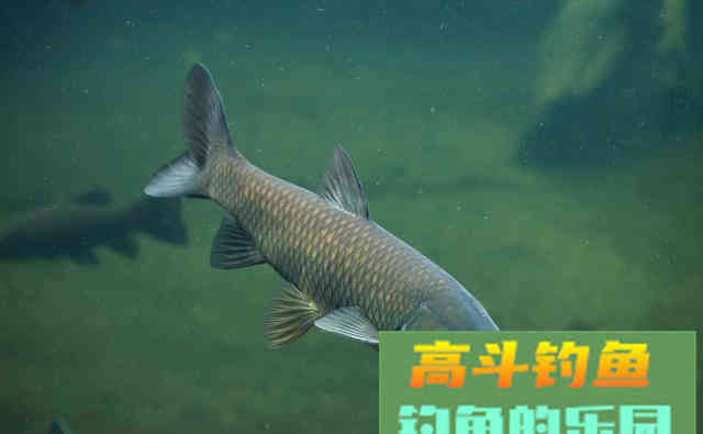 鱼不吃饵咬钩，钓友别愁，用好这五招，完美应对
