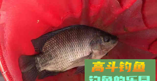 怪不得你总是断线跑鱼，原来是主线和子线的搭配出了问题
