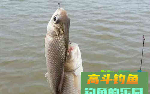 只要钩距调整好，别说中鱼，就算双尾双飞也等闲