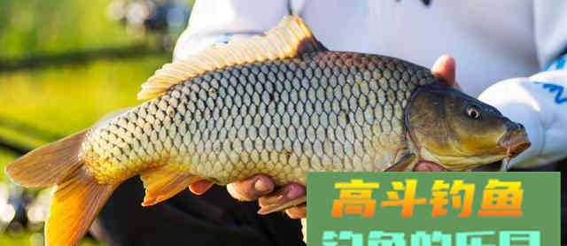 真正的钓鱼人高手，不看钓了多少鱼，得满足以下几点