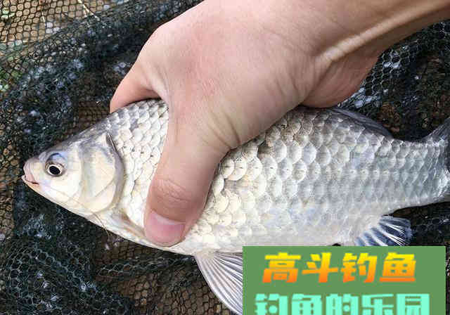 总结得出钓鱼真理，细节决定渔获