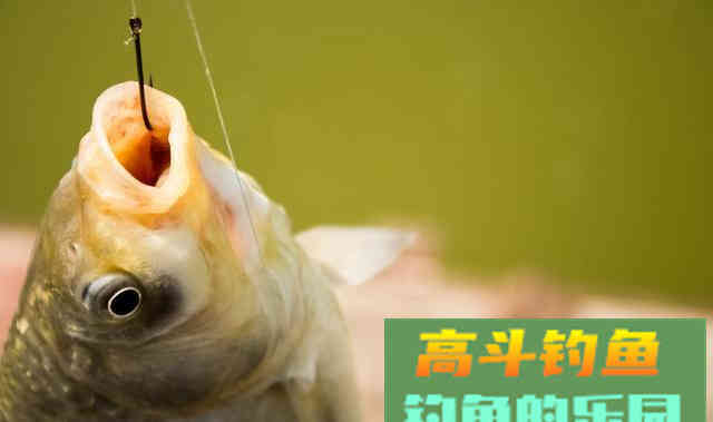 钓鱼总比别人少却找不到原因？调钓容易被忽视的技巧