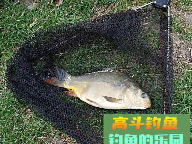 作钓目标鱼需要做好哪些工作