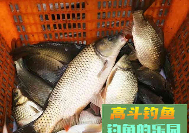 新手为何经常钓不到鱼？我以个人观点为你解惑