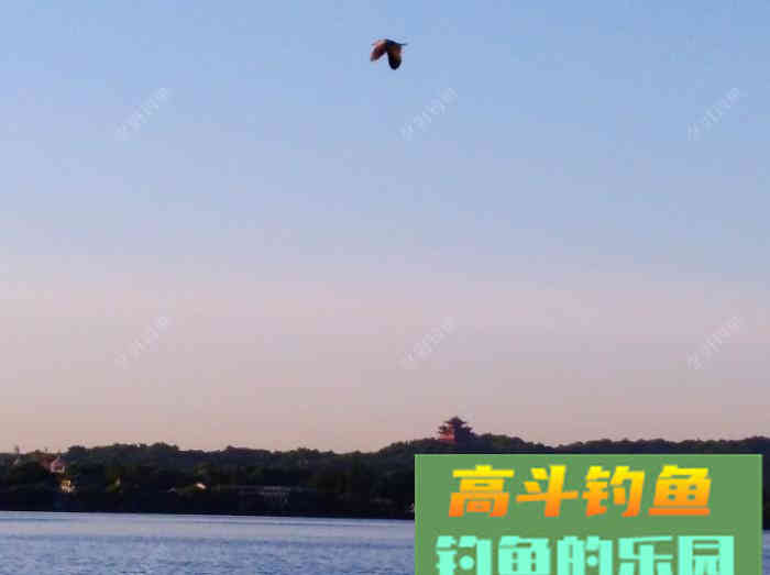 聊：钓轻口鱼的几点体会，助你更好的钓鱼