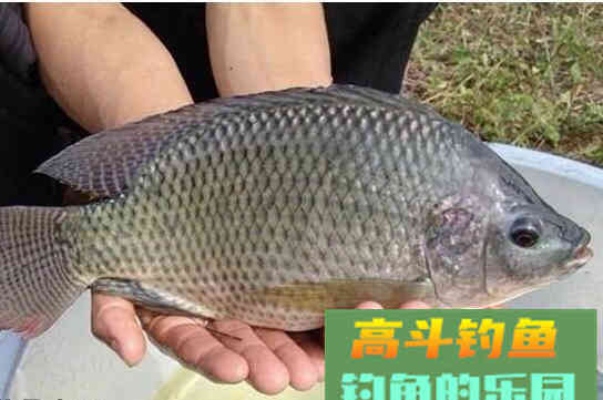 作钓目标鱼需要做好哪些工作
