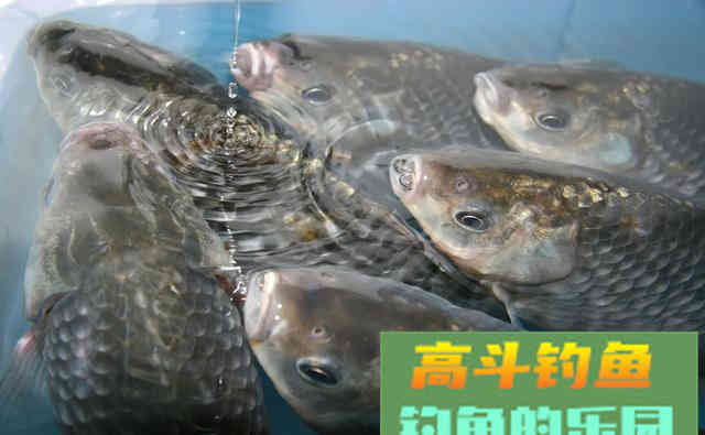 提竿不中鱼空抢多，应先分析原因，在改善钓法