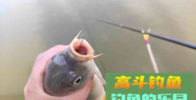 从原因到钓法为你解析底钓没口的垂钓现象