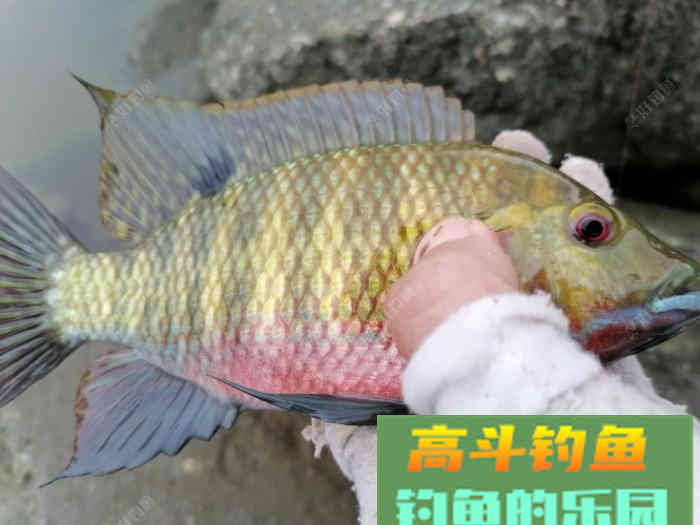 小白到大师就差这几步，做好鱼几点，钓鱼不再难