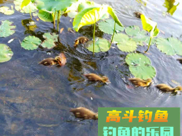 聊：钓轻口鱼的几点体会，助你更好的钓鱼