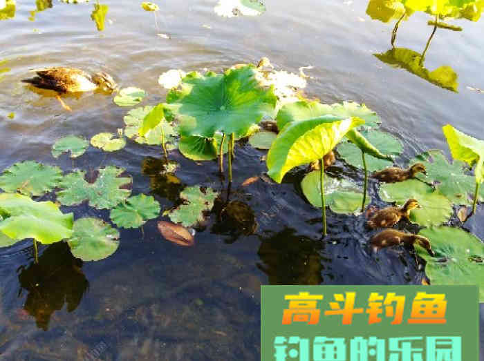 聊：钓轻口鱼的几点体会，助你更好的钓鱼