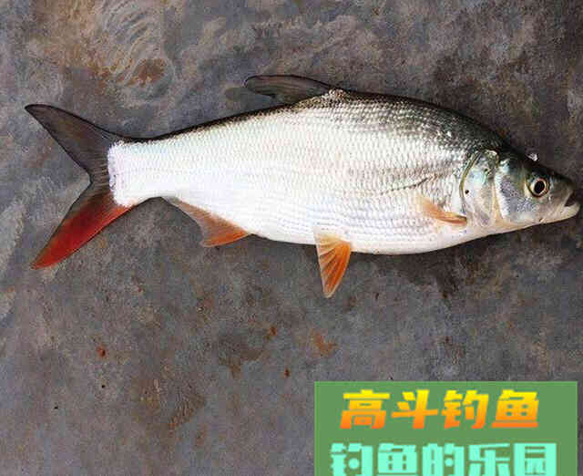 作钓目标鱼需要做好哪些工作