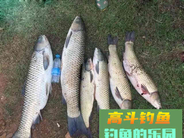 为什么说找对鱼层钓对水层，想要空军都难