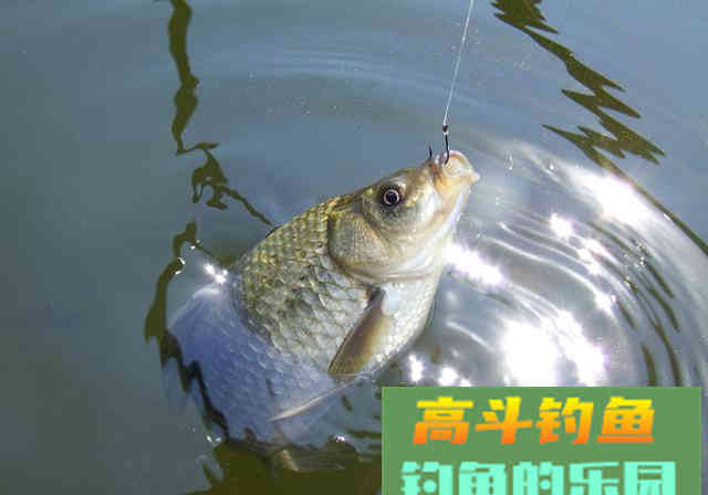 提竿不中鱼空抢多，应先分析原因，在改善钓法
