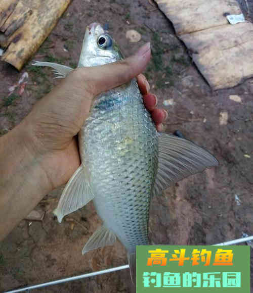 浅谈鱼钩的重量对抓口的影响，相差一点渔获区别大