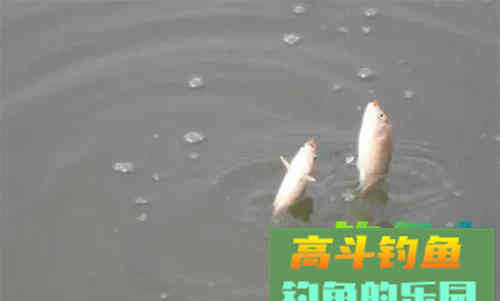 钓鱼时的注意事项和技巧分享