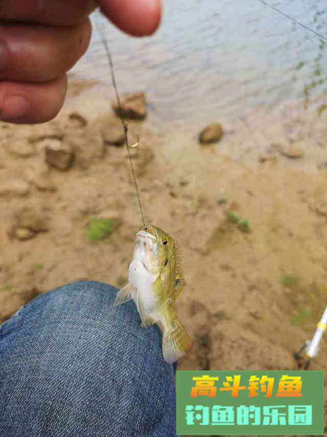 钓鱼人的几大错觉，你至少有过三个，就连新手都会有
