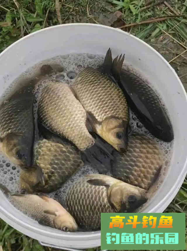 涨水如何钓鱼？技巧与攻略分享，让你钓到手软