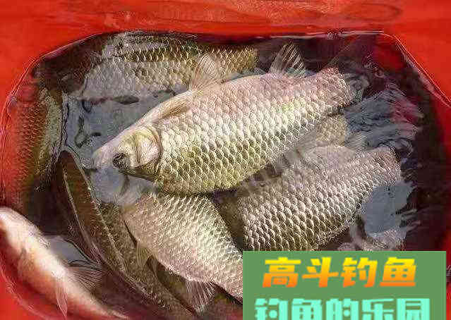 如何钓好离底？哪些情况下该钓离底