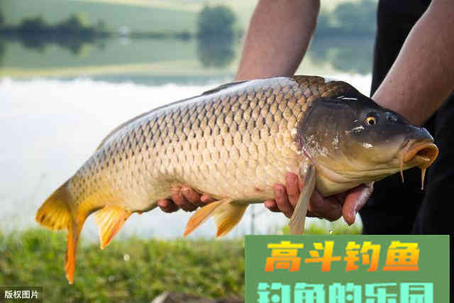 退水鱼难钓，真的是这样吗