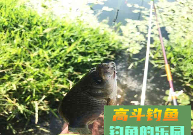 新手钓友牢记钓鱼7忌，虽不能助你多钓，但不让你放炮