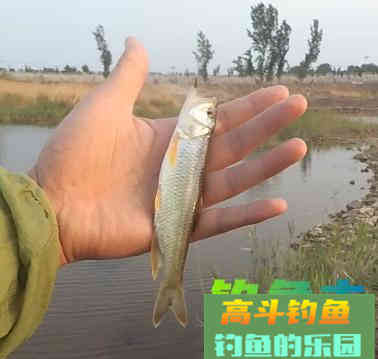 水退一尺鱼退一丈，搞明白这句话，涨落水都能钓到鱼