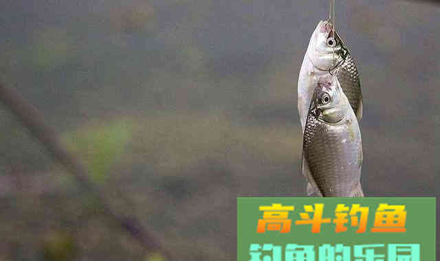 只要钩距调整好，别说中鱼，就算双尾双飞也等闲