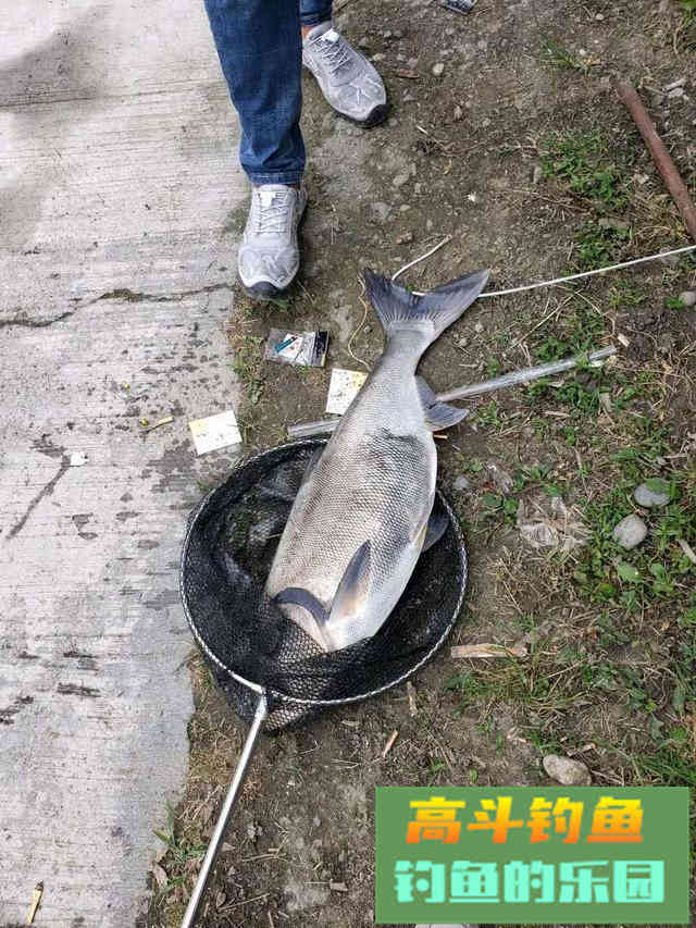 浅谈鱼钩的重量对抓口的影响，相差一点渔获区别大