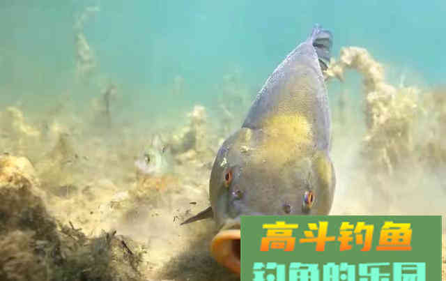 钓鱼圈的不听老人言，吃亏在眼前