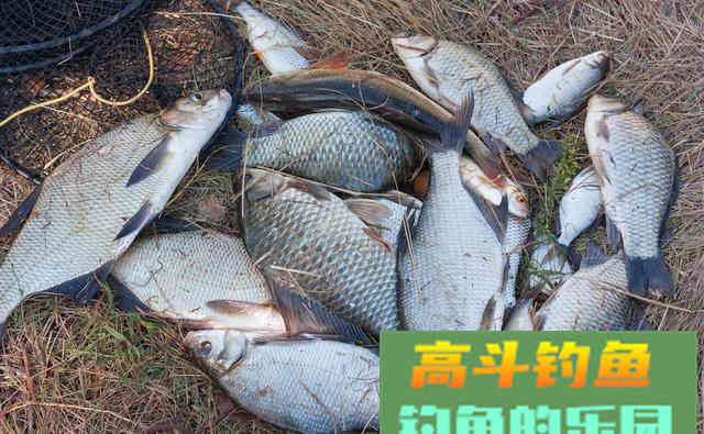 这些坏习惯影响着你的钓获，不引起重视难怪经常空军