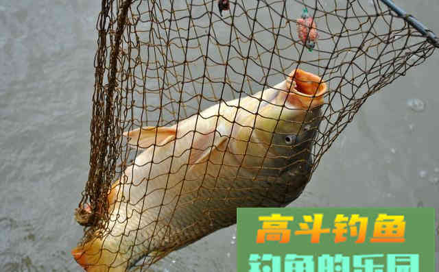 轻口鱼、滑口鱼有哪些特征？垂钓时停口如何应对