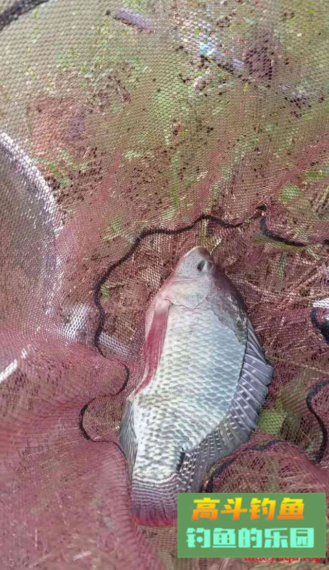 钓鱼人的几大错觉，你至少有过三个，就连新手都会有