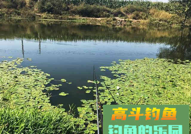 新手钓友牢记钓鱼7忌，虽不能助你多钓，但不让你放炮